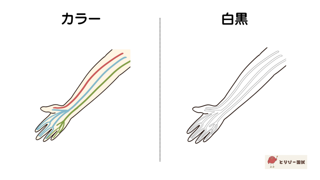 手から前腕のシンプルな神経図【フリーイラスト素材】