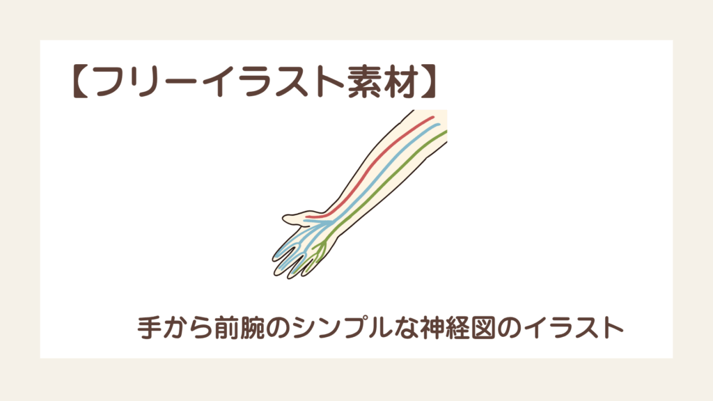 手から前腕のシンプルな神経図【フリーイラスト素材】