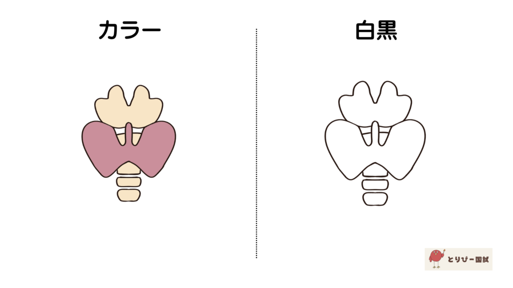 かんたんで可愛い甲状腺のイラスト【フリーイラスト素材】