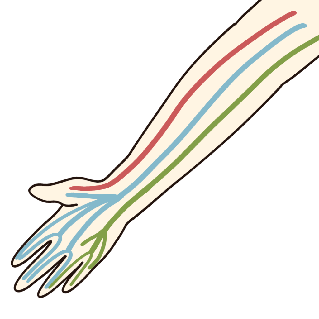 手から前腕のシンプルな神経図のフリーイラスト素材