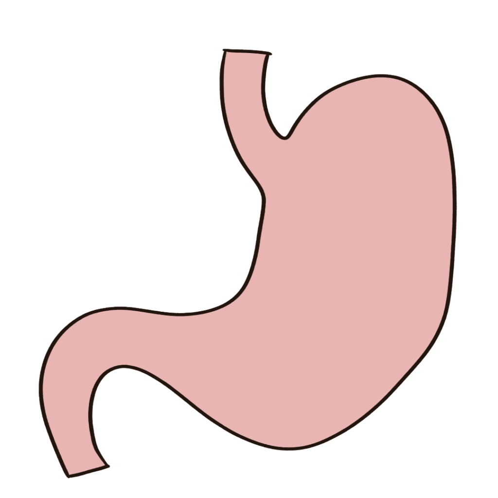 簡単でかわいい胃のフリーイラスト素材