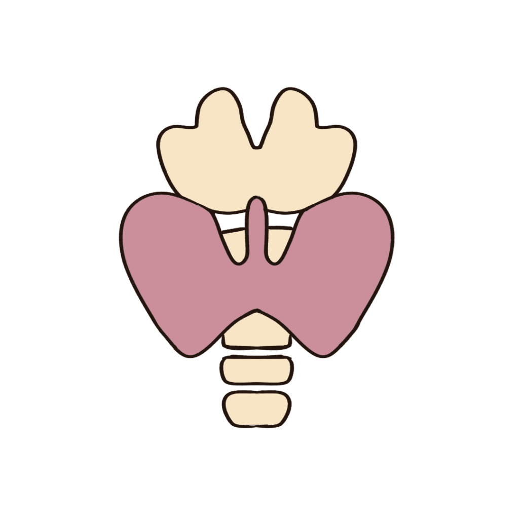 簡単でかわいい甲状腺のフリーイラスト素材