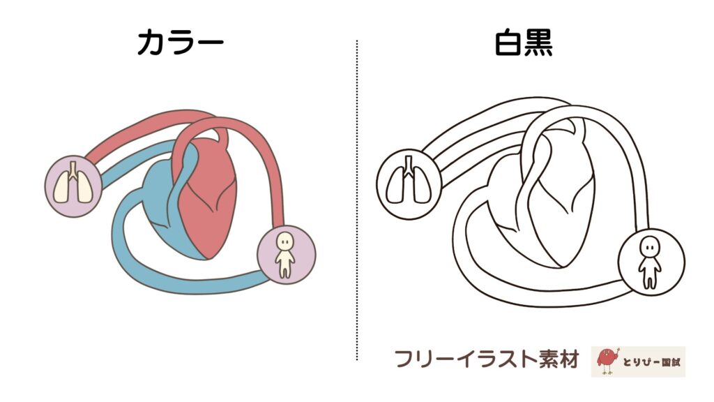 肺循環と体循環のイメージのフリーイラスト素材（カラーと白黒プレビュー）