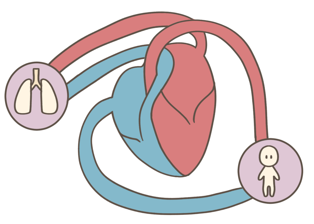 肺循環と体循環のイメージのフリーイラスト素材
