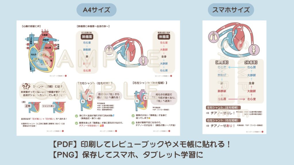 【循環器の基礎】血液の流れとシャントが1枚でわかる図解