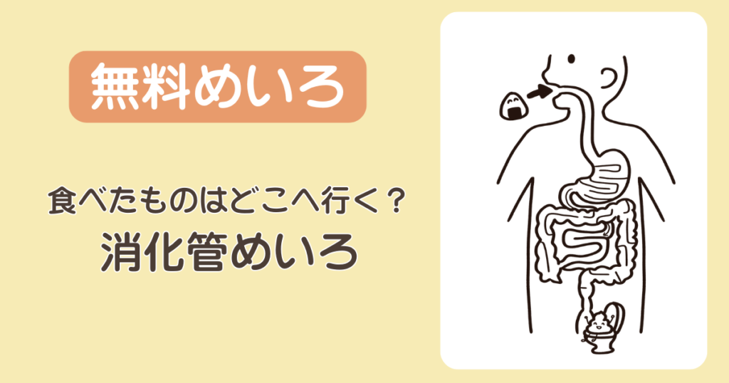【無料】かわいい消化管めいろ|小児科実習・知育に!幼児~小学生向け
