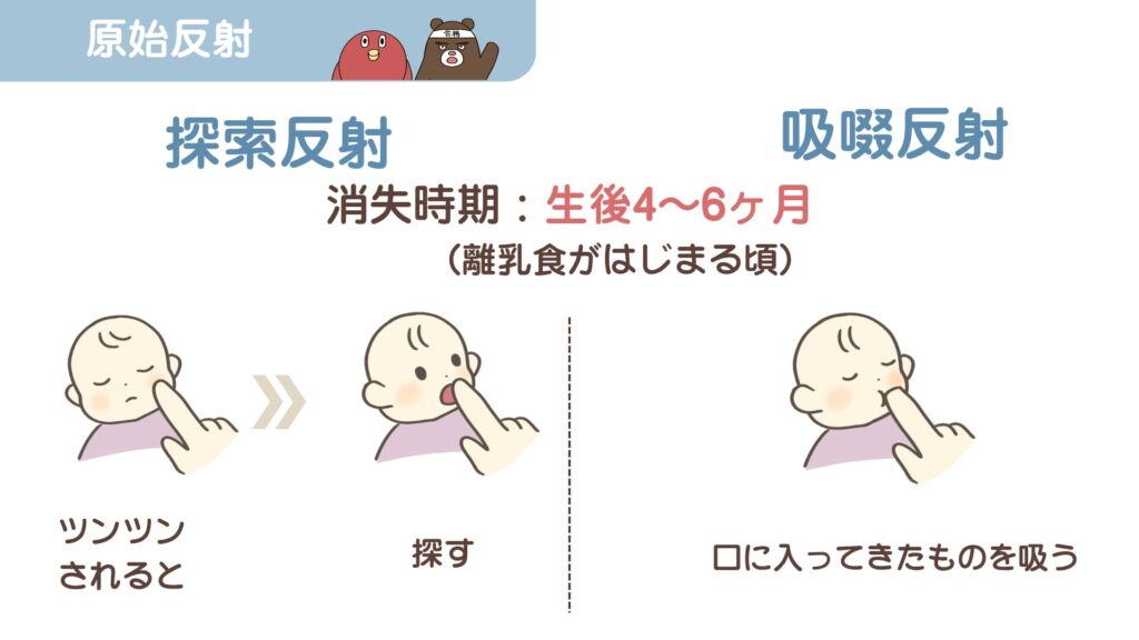 原始反射・探索反射（ルーティング反射）と吸啜反射のイラスト図解｜小児看護国試対策