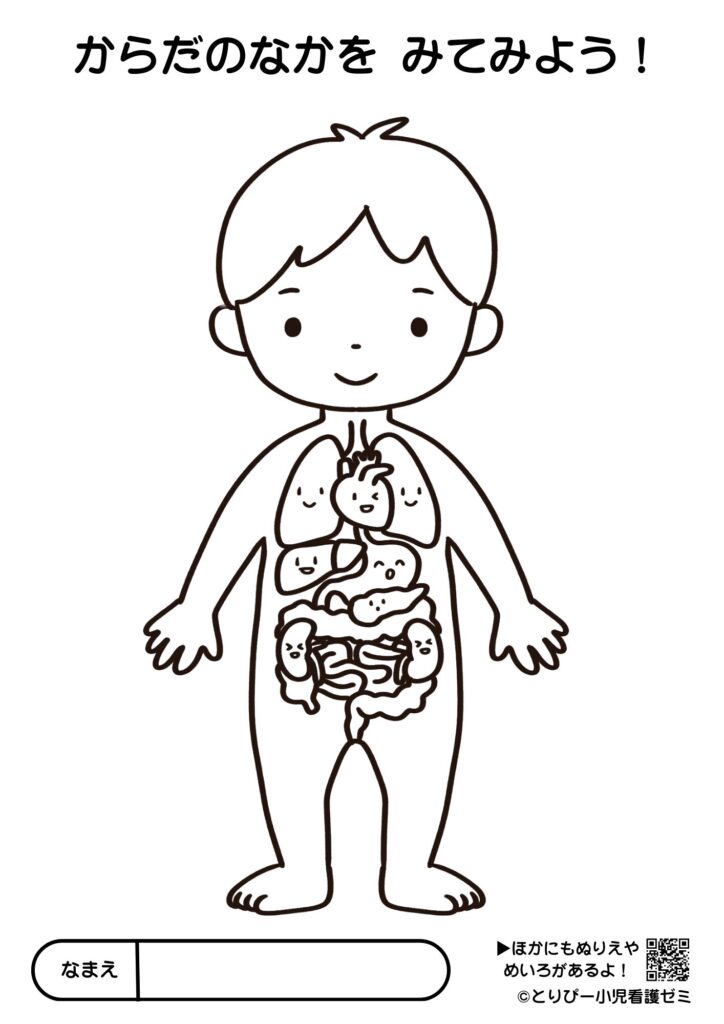 無料ダウンロードできる可愛い人体図ぬりえ(臓器の名前なし)