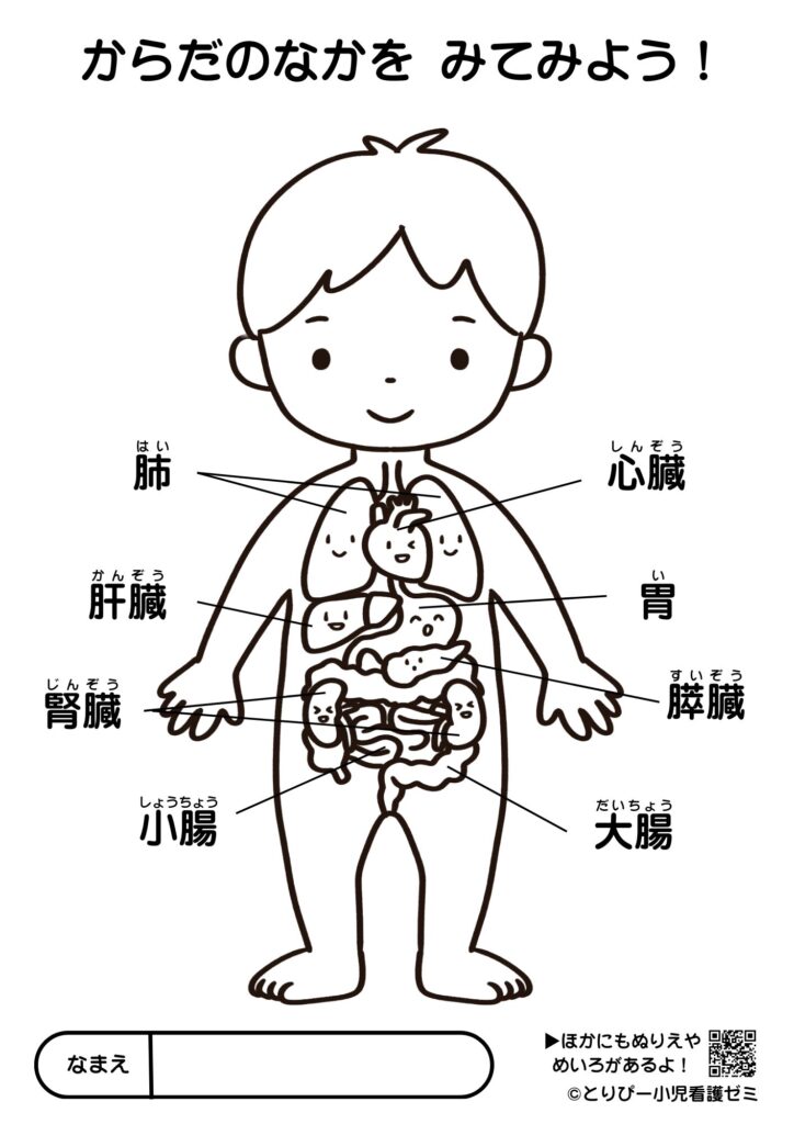 無料ダウンロードできる可愛い人体図ぬりえ