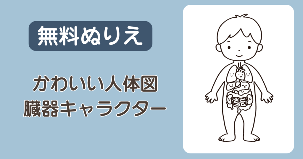 かわいい人体図・臓器キャラクターぬりえ【無料ダウンロード】看護実習・小児科の掲示に!