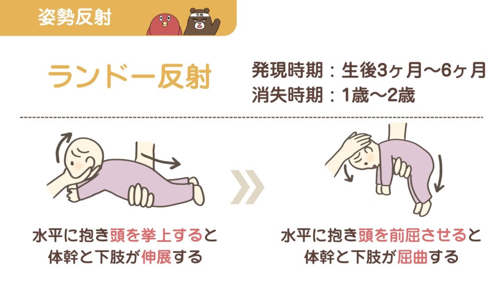 ランドー反射のイラスト図解。出現時期（3〜6ヶ月）と消失時期（1〜2歳）の覚え方｜小児看護国試対策